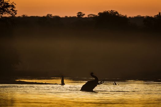 African bush elephant bathing at sunset in Kruger National park, South Africa ; Specie Loxodonta africana family of Elephantidae