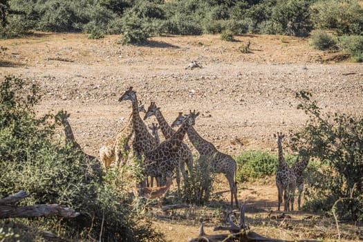 Small group of Giraffes bonding in Kruger National park, South Africa ; Specie Giraffa camelopardalis family of Giraffidae