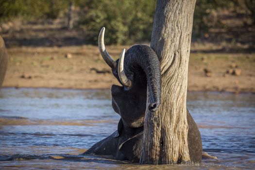 African bush elephant playing in water in Kruger National park, South Africa ; Specie Loxodonta africana family of Elephantidae