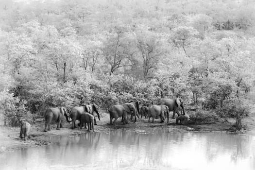 African bush elephant herd drinking in Mopani lake in Kruger National park, South Africa ; Specie Loxodonta africana family of Elephantidae