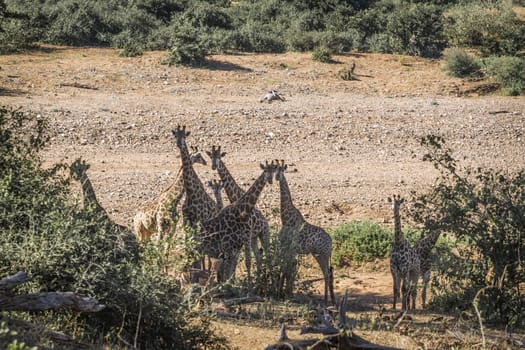 Small group of Giraffes bonding in Kruger National park, South Africa ; Specie Giraffa camelopardalis family of Giraffidae