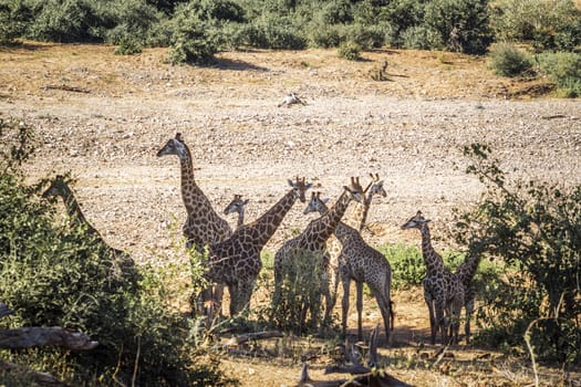 Small group of Giraffes bonding in Kruger National park, South Africa ; Specie Giraffa camelopardalis family of Giraffidae