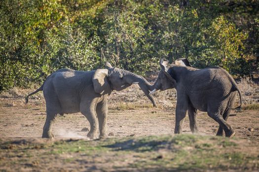 Two young African bush elephants playing in duel in Kruger National park, South Africa ; Specie Loxodonta africana family of Elephantidae