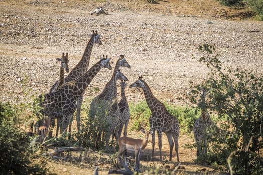 Giraffe in Kruger National park, South Africa ; Specie Giraffa camelopardalis family of Giraffidae