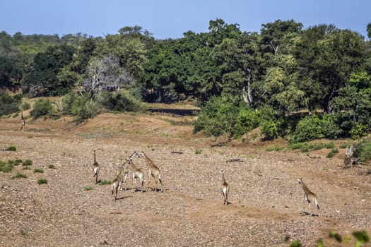 Small group of Giraffes walking on riverbed in Kruger National park, South Africa ; Specie Giraffa camelopardalis family of Giraffidae