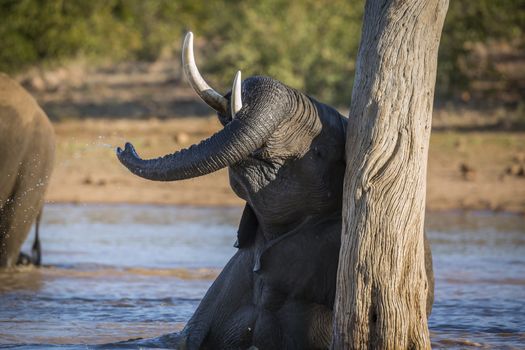 African bush elephant playing in water in Kruger National park, South Africa ; Specie Loxodonta africana family of Elephantidae