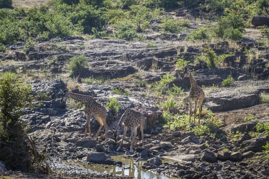 Three Giraffes in waterhole in Kruger National park, South Africa ; Specie Giraffa camelopardalis family of Giraffidae