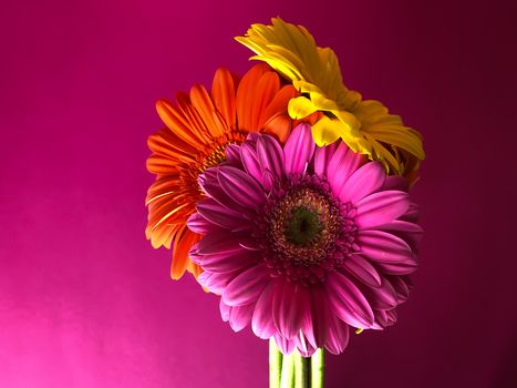 Close up 3 yellow orange pink gerbera flowers on a bright pink background