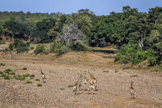 Small group of Giraffes walking on riverbed in Kruger National park, South Africa ; Specie Giraffa camelopardalis family of Giraffidae