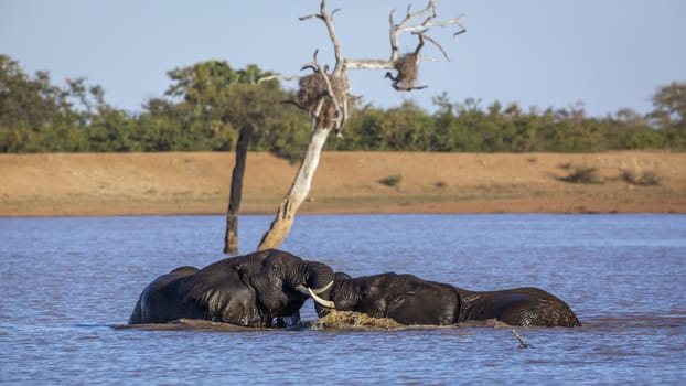 Two African bush elephants playing in water in Kruger National park, South Africa ; Specie Loxodonta africana family of Elephantidae