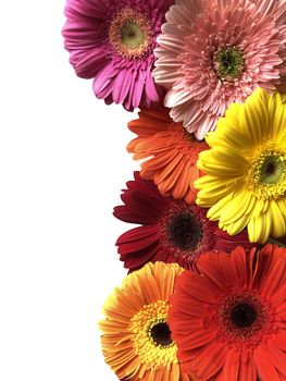 Colorful yellow orange pink red gerbera daisy flowers on a white background