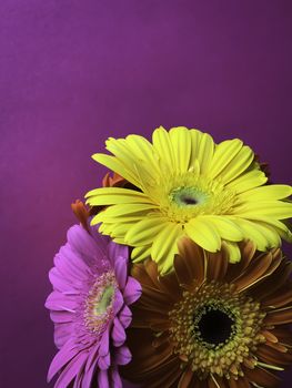 Close up 3 yellow orange pink gerbera daisy flowers on a bright purple background with space for text mother's women's day postcard