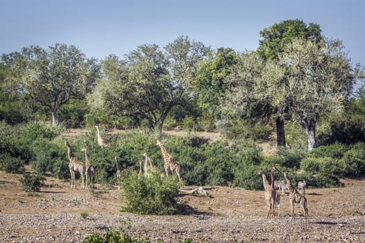 Group of Giraffes eating in green savannah in Kruger National park, South Africa ; Specie Giraffa camelopardalis family of Giraffidae