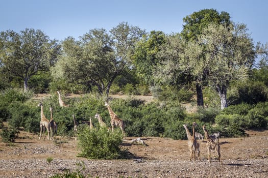 Group of Giraffes eating in green savannah in Kruger National park, South Africa ; Specie Giraffa camelopardalis family of Giraffidae