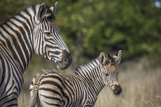 Baby Plains zebra with his mother in Kruger National park, South Africa ; Specie Equus quagga burchellii family of Equidae