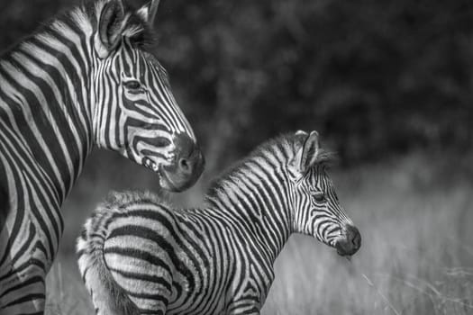 Baby Plains zebra with his mother in Kruger National park, South Africa ; Specie Equus quagga burchellii family of Equidae