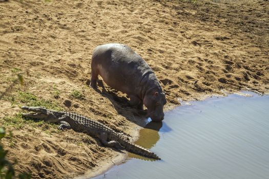 Hippopotamus and nile crocodile in same waterhole in Kruger National park, South Africa