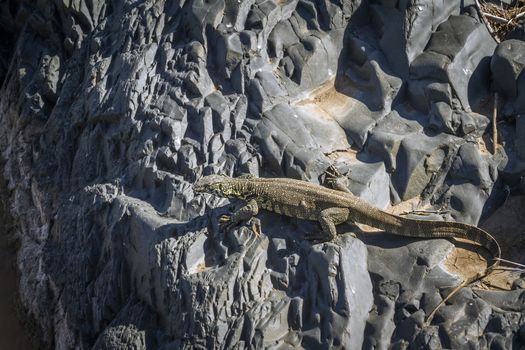 Rock monitor standing on a rock in Kruger National park, South Africa ; Specie Varanus albigularis family of Varanidae