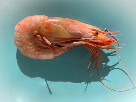 Big fresh pink king jumbo tiger cooked prawn shrimp seafood top flat view on light blue background