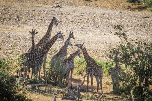 Giraffe in Kruger National park, South Africa ; Specie Giraffa camelopardalis family of Giraffidae