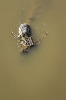 Aerial view of Nile crocodile in middle of river in Kruger National park, South Africa ; Specie Crocodylus niloticus family of Crocodylidae