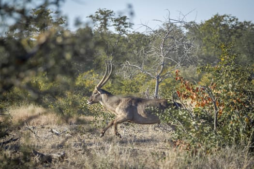 Common Waterbuck male running in savannah in Kruger National park, South Africa ; Specie Kobus ellipsiprymnus family of Bovidae