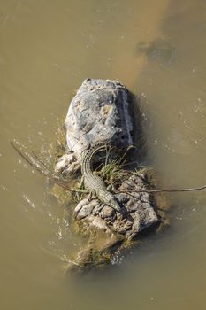 Aerial view of Nile crocodile in middle of river in Kruger National park, South Africa ; Specie Crocodylus niloticus family of Crocodylidae