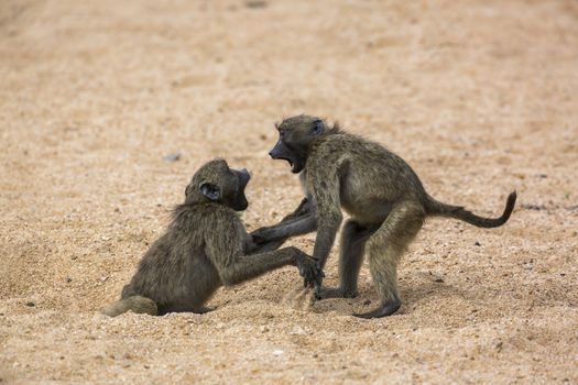 Two Chacma baboons fighting in sand in Kruger National park, South Africa ; Specie Papio ursinus family of Cercopithecidae