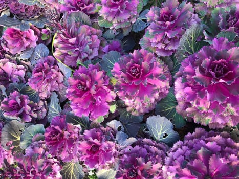 Close up vivid purple decorative cabbage flowerbed