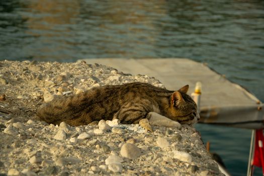 Close up of gray tabby cat with green eyes lies on a rock near the sea and waiting for fish in port of Antalya old town Kaleici on a sunny day. Stock image.