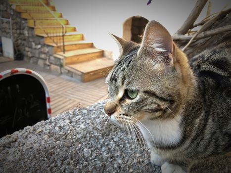 Close up gray and white cat with green eyes sitting and relaxing in Antalya old town