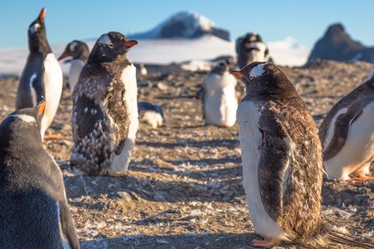 Fat gentoo penguin chick enjoing the sun with his flock at the Barrientos Island, Antarctic