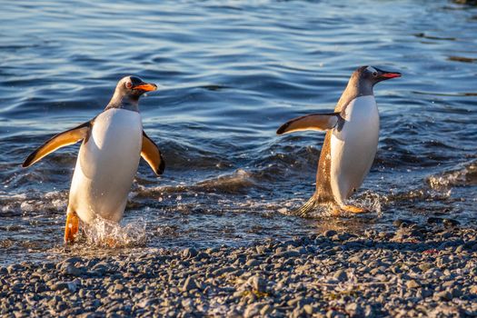 Couple of wet gentoo penguins coming ashore from ocean's waters at the Barrientos Island, Antarctic