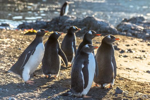 Gentoo penguins crowd enjoing the sun at beach on the Barrientos Island, Antarctic