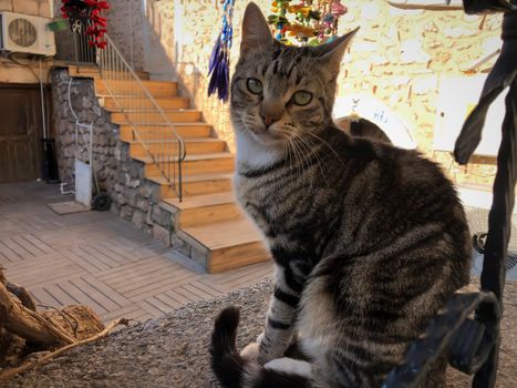 Close up gray and white cat with green eyes sitting and relaxing in Antalya old town