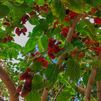 Organic mulberry tree and green leaves. Ripe purple red mulberry fruits on a branch in spring