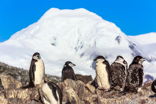 Large flock of chinstrap penguins standing on the rocks with snow mountain in the background, Half Moon island, Antarctic peninsula