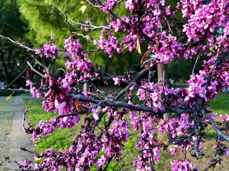 Sakura cherry spring blossom flower on green pine background
