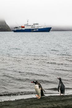 Gentoo penguins waiting for the cruise liner at the coast of Deception Island, Antarctica