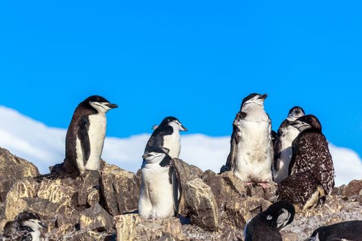 Large flock of chinstrap penguins standing on the rocks with snow mountain in the background, Half Moon island, Antarctic peninsula