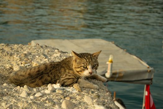 Close up of gray tabby cat with green eyes lies on a rock near the sea and waiting for fish in port of Antalya old town Kaleici on a sunny day. Stock image.