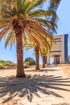 Rows of palm trees and modern building on the central street of Windhoek, Namibia