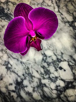 Mysterious Gothic purple orchid on a gray marble background. Vertical image Phalaenopsis wallpaper