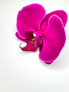 close up purple single Phalaenopsis orchid flower postcard on a white background. Vertical image