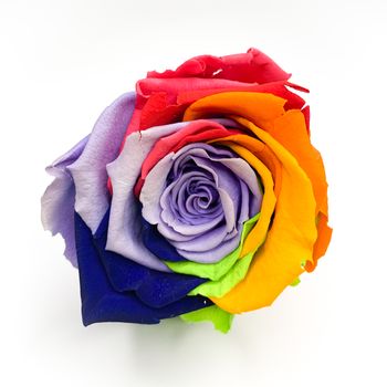 Macro of rainbow rose flower and multi color petals on a white background