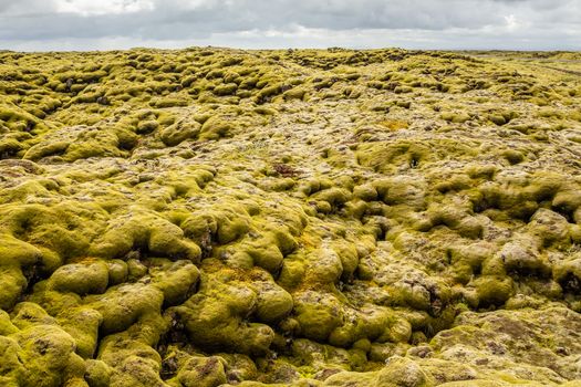 Icelandic lava fields covered with moss panorama, South Iceland