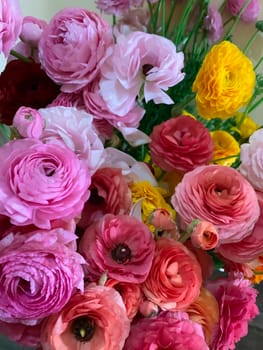 Bright pink orange and yellow asian buttercup spring flowers ranunculus asiaticus