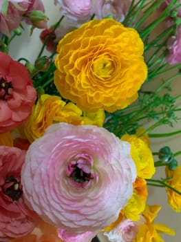 Close up bright yellow and pink asian buttercup flowers ranunculus asiaticus