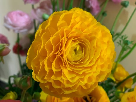 Close up bright yellow asian buttercup spring flowers ranunculus asiaticus