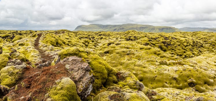 Icelandic fields of lava covered with moss panorama, South Iceland